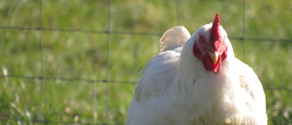 poultry from abiding acres farm in delavan wisconsin