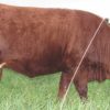 Red Devon Beef from Abiding Acres Farm in Delavan Wisconsin