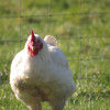 chicken from abiding acres farm in delavan wisconsin