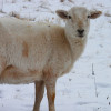 lamb from abiding acres farm in delavan wisconsin