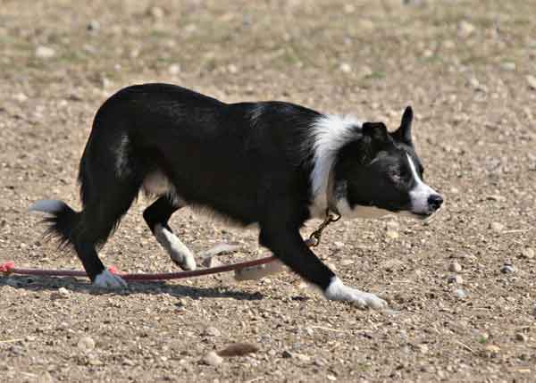 Border Collie Puppies Abiding Acres Farm Delavan