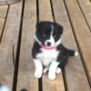 Border Collie Puppy - Abiding Acres Farm - Delavan, WI