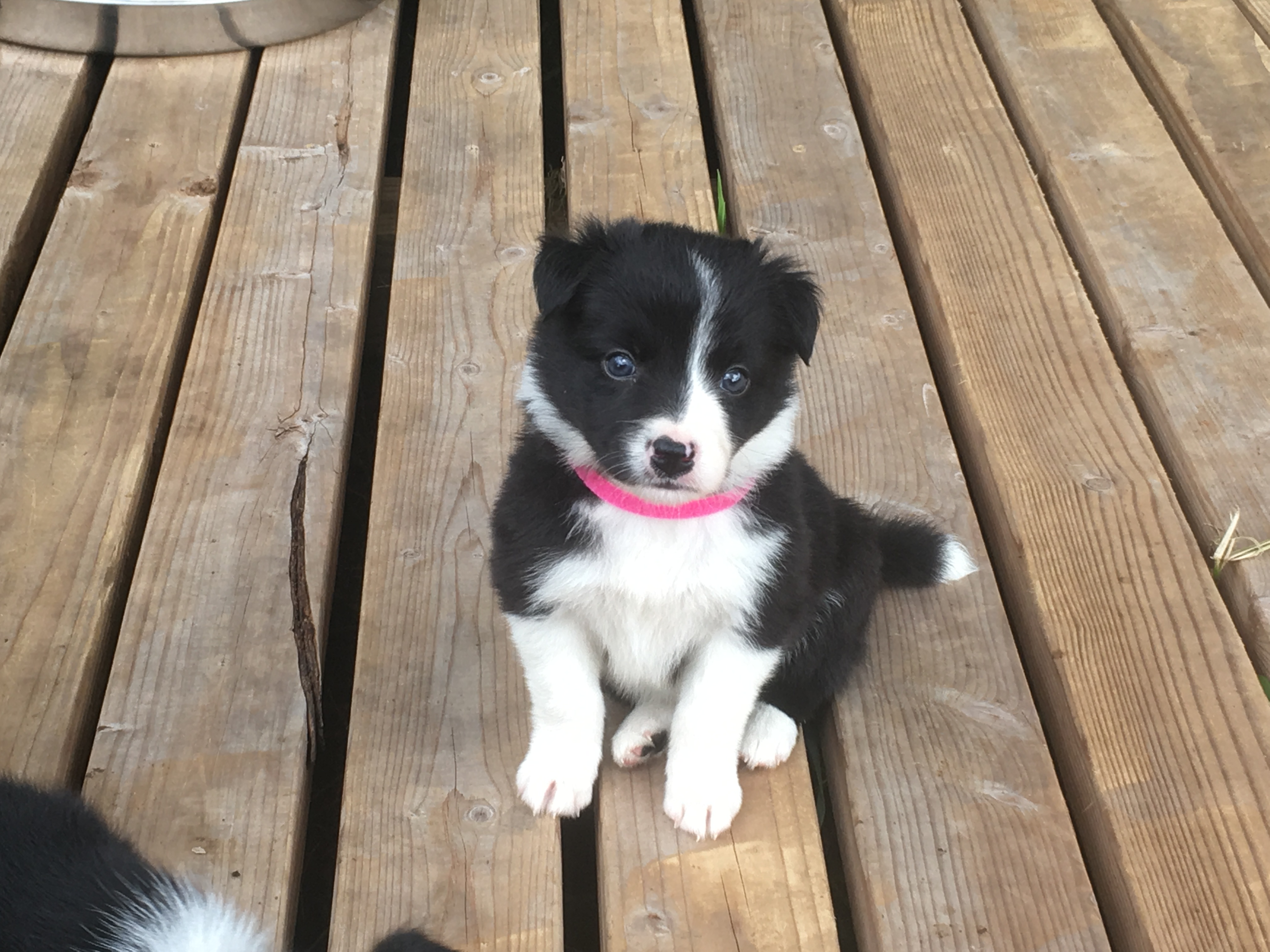 abca border collie puppies