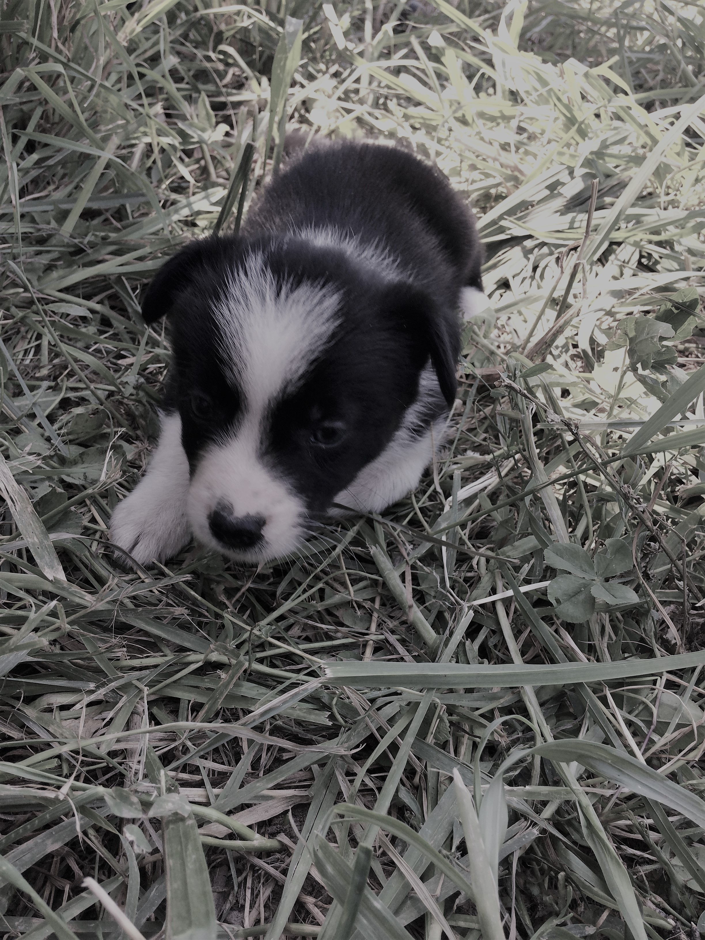 abca border collie puppies