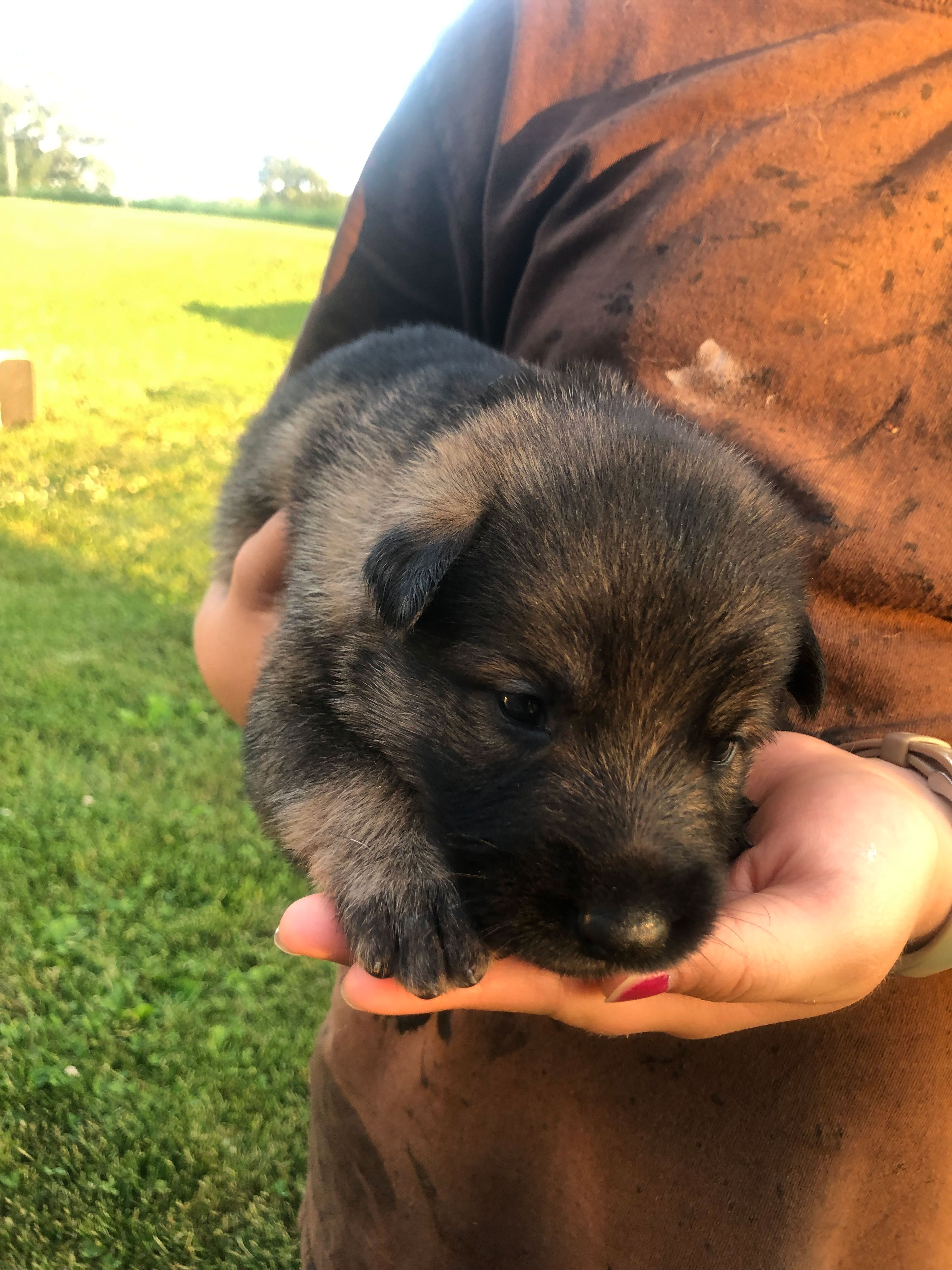 Belgian Malinois Shepherd Puppies | Abiding Acres Farm – Red Devon ...